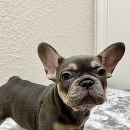 French Bulldog Puppies from Cali Rooted Bullyz