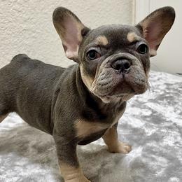 French Bulldog Puppies from Cali Rooted Bullyz