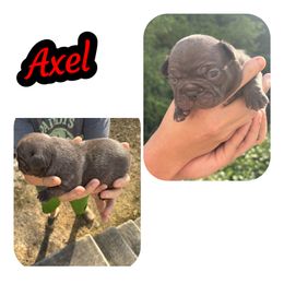 French Bulldogs from Wv Frenchie’s