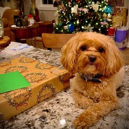 Maltipoo All Grown Up from Maltipoo FurBabies