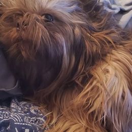 Affenpinschers from Shit tzu
