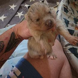 Pringles - Lavender female Pomeranian puppy in Tyner, Kentucky from Tanner's Majestix Kennels