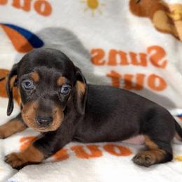 Purple - Blue and tan female Dachshund puppy in Bakersfield, California from KC Doxies