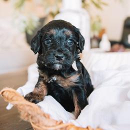Gray Girl - Black and tan female Cavapoo puppy in Mckinney, Texas from Doodles of North Tx