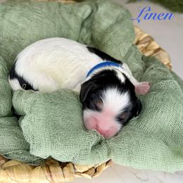 Linen - Tri-color male Cavapoo puppy in Midland, Michigan from Northern Charm Farm