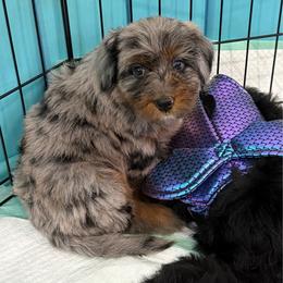 Rei - Merle female Bernedoodle puppy in Ogden, Utah from Salty Point Doodles