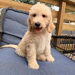 Jack - Apricot male Goldendoodle puppy in Macclenny, Florida from Baker County Goldendoodles