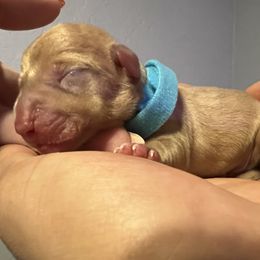 Dachshund Puppies from Justyne Lazalde