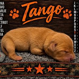 Tango - Yellow male Labrador Retriever puppy in Hartly, Delaware from Triple Threat Labradors