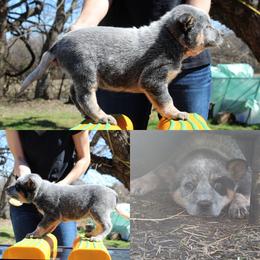 Scout  - Orange - Blue male Australian Cattle Dog puppy in Colbert, Oklahoma from LoveAHeeler