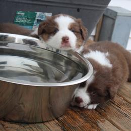 Australian Shepherd Puppies from Starlit Grove Australian Shepherds