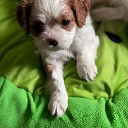Whinie - Blenheim Cavapoo puppy in Lexington, Kentucky from Callaway's Cavaliers