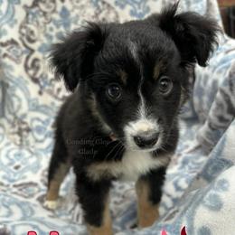 Mercy - Black tri female Miniature Australian Shepherd puppy in Millington, Tennessee from Goading Glee Glade