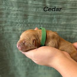 Cedar - Golden male Golden Retriever puppy in Fruitland, Idaho from Bethel Retrievers