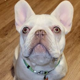 French Bulldogs from Boujee Bullys