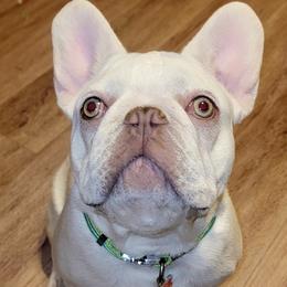 French Bulldogs from Boujee Bullys