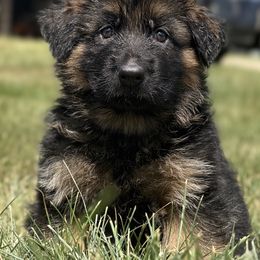 Green boy - Black and red male German Shepherd puppy in Johnstown, Ohio from Vom Haus Neufus
