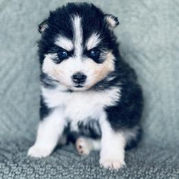 Rapunzel - Black and white female Pomsky puppy in Grass Valley, California from Karalot Pomskies