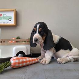 Vanessa - Black white and brown female Basset Hound puppy in Denison, Texas from Emma Lou's Baby Bassets
