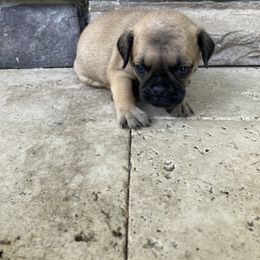 Girl 1 - Fawn female Pug puppy in Brooksville, Florida from Windsorsprings