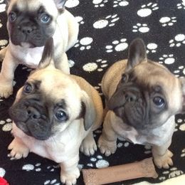 French Bulldogs from MauMaus French Bulldogs and Rottweilers