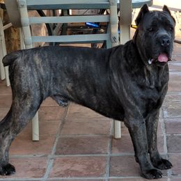 Marcus - Cane Corso