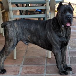 Marcus - Cane Corso