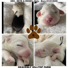 Goldendoodle, Old English Sheepdog, Poodle, and Sheepadoodle Puppies from Heavenly Hilltop Farm
