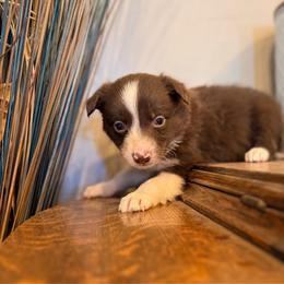 Kiwi - White and red female Border Collie puppy in North Lakeport, California from Wild Rose Ranch