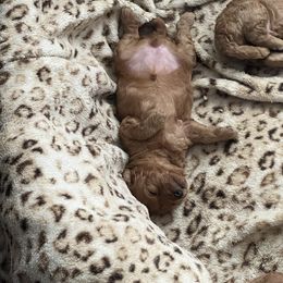 Poodle Puppies from Breahna Snay