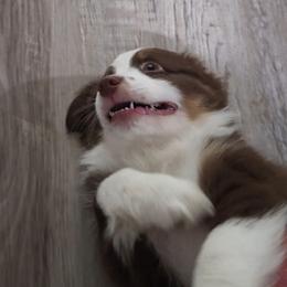 Red - Red tri-color male Australian Shepherd puppy in Crowell, Texas from Ardent Aussie Acres