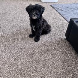Miso - Black and white female Assorted Doodle Crosses puppy in Elk Grove, California from Furbabys