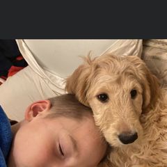 Bearded Retriever, Goldendoodle, and Labradoodle Puppies from Traverse City Doodles