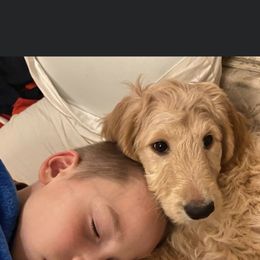 Bearded Retriever, Goldendoodle, and Labradoodle Puppies from Traverse City Doodles