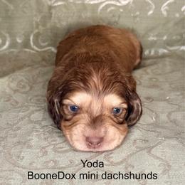 Yoda - Cream male Dachshund puppy in Lexington, Oklahoma from BooneDox Miniature Dachshunds