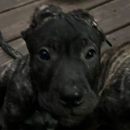 Pantera - Black male Perro de Presa Canario puppy in Lenexa, Kansas from Medianoche GatoPerros