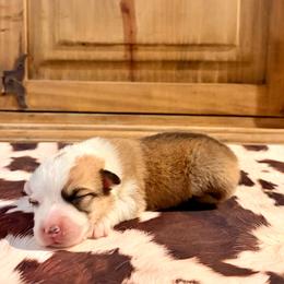 Boy 2 - Red male Pembroke Welsh Corgi puppy in Johnson City, Texas from McCall Creek Corgis