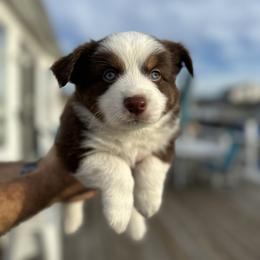 Miniature Australian Shepherd Puppies from All That Auss Mini Aussies