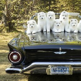 Samoyed Puppies from KinleyRay Kennels