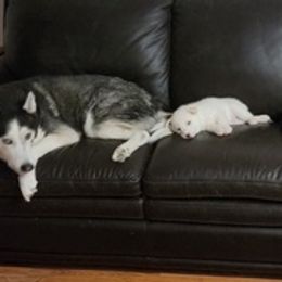 Siberian Huskies from Ottskies