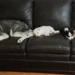 Siberian Huskies from Ottskies