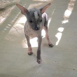 Chihuahua and Chinese Crested Puppies from Western Kentucky Chihuahua’s and Chinese Crested’s