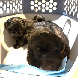 Australian Shepherd and Shih Tzu Puppies from Ford Hollow Farms Shih Tzus and Australian Shepherds