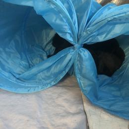 Poodle Puppies from Laminin Poodles