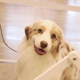 Australian Shepherds from Linda Howell's Australian Shepherds