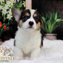 Minnewaska - Black and tan male Pembroke Welsh Corgi puppy in Akeley, Minnesota from Northwynd Corgis