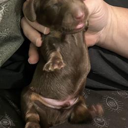 Peanut - Chocolate and tan male Dachshund puppy in Citra, Florida from My Loyal Treasures