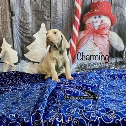 Charming - Silver gray male Weimaraner puppy in Aitkin, Minnesota from Whispering’s GunDogs