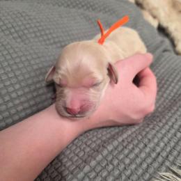 Maverick - Cream male Goldendoodle puppy in Summerfield, North Carolina from Lila's Teddybear Goldendoodles