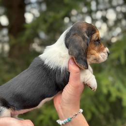 Female 3 - Black brown and white female Basset Hound puppy in Lindley, New York from Hill Top Basset Hounds & Cane Corso